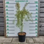 Hlohyňa šarlátová (Pyracantha) ´VARIEGATA´ - výška 70-90 cm, kont. C7L - NA KMIENKU